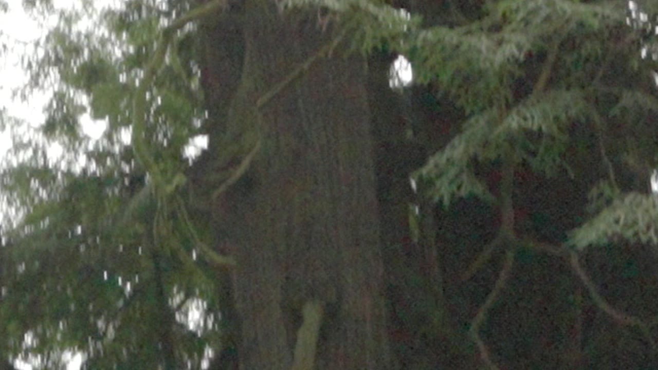 Before: grainy low-light camera footage of a redwood trunk, shown at 200%.